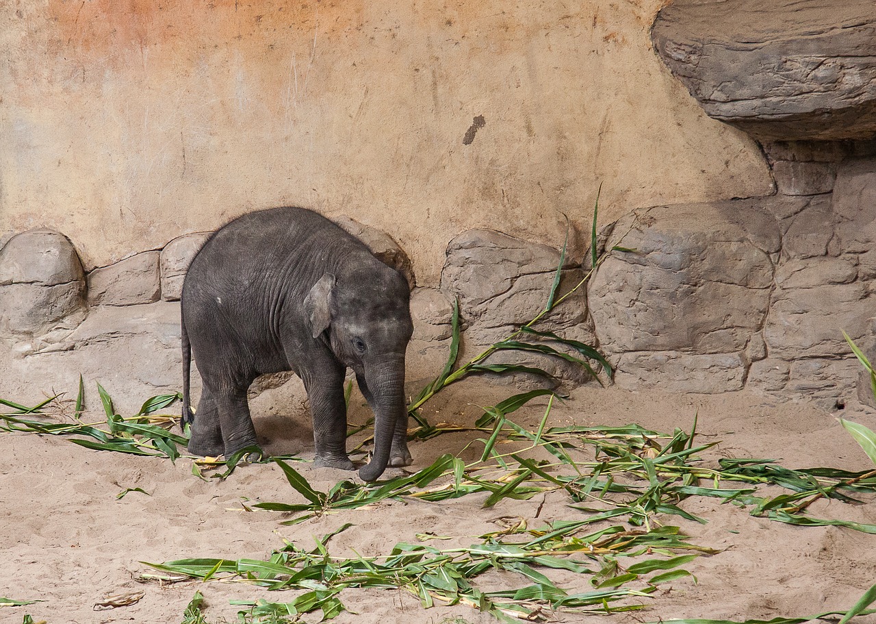 baby elephant animal pachyderm free photo