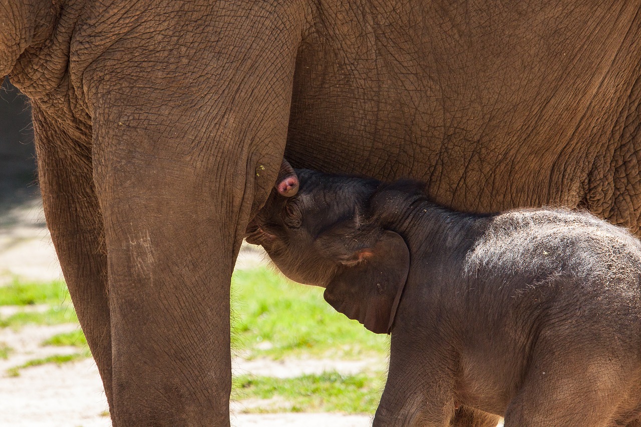baby elephant  elephant  pachyderm free photo