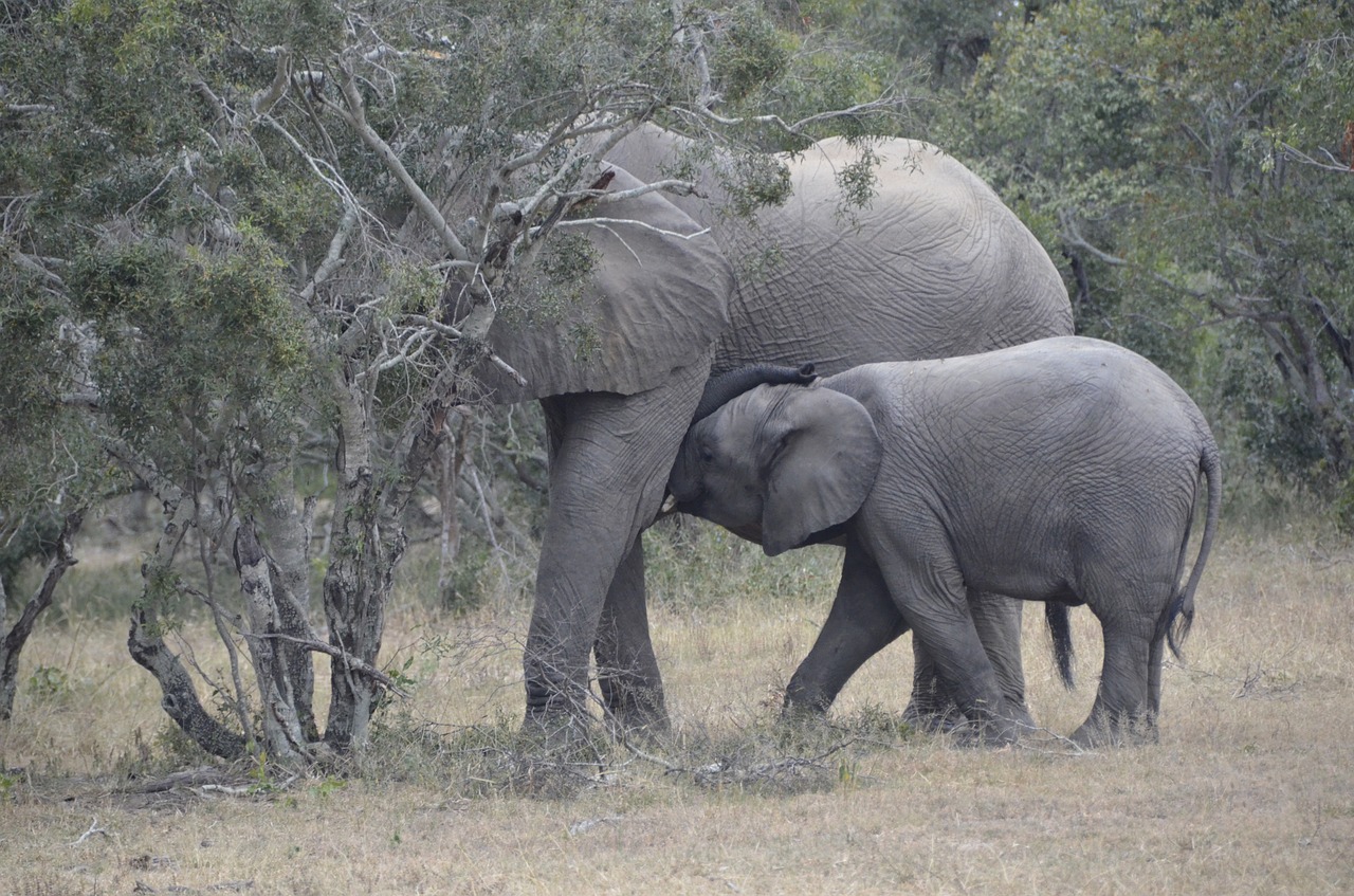 baby elephant  têtée  africa free photo