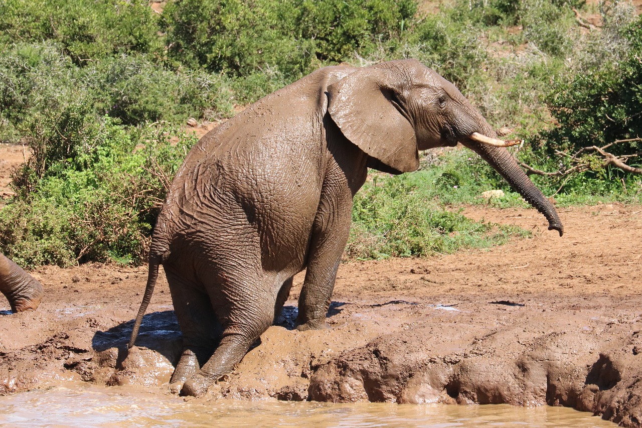 baby elephant  baby  baby animal free photo