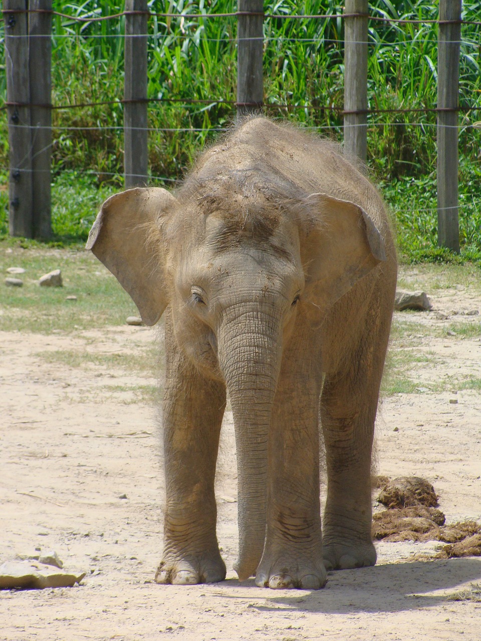 baby elephant zoo mammals free photo