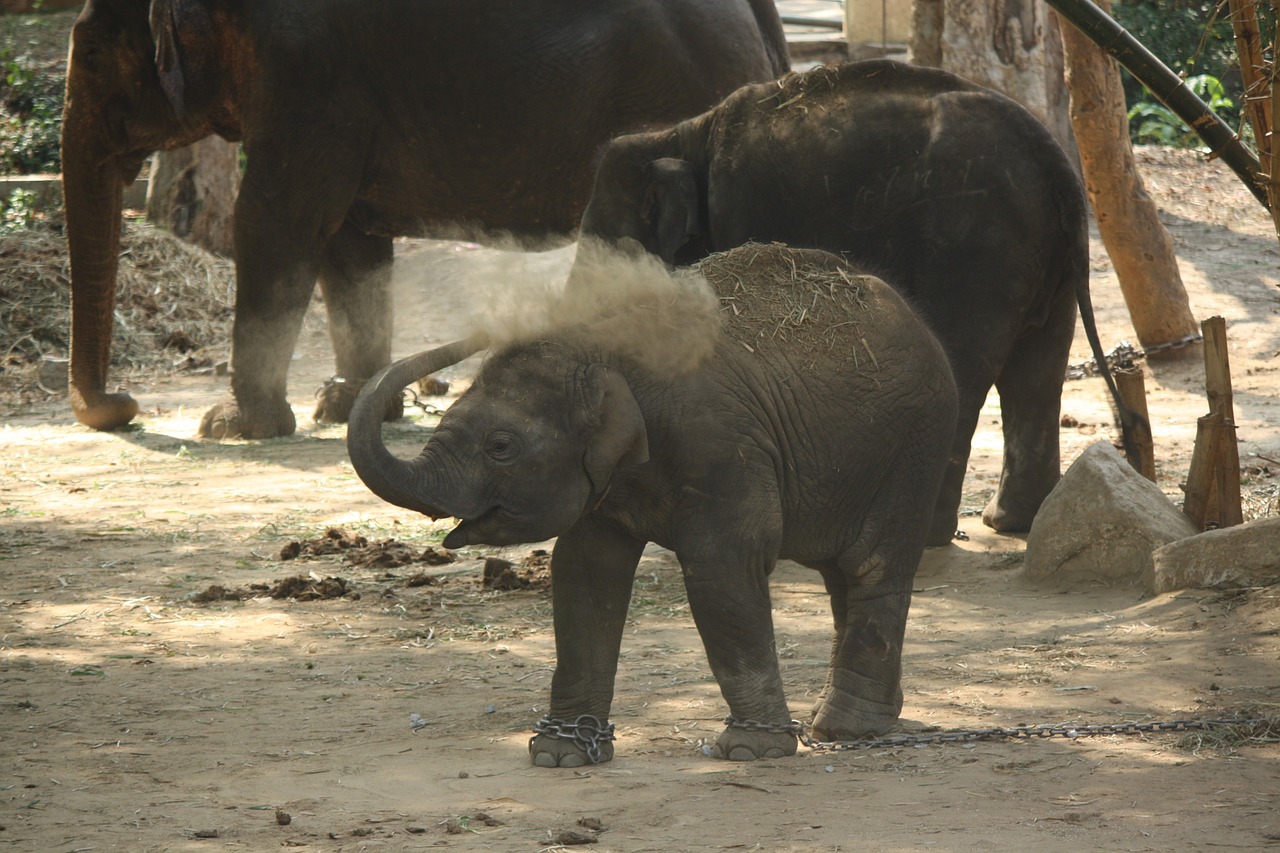 baby elephant kid calf free photo