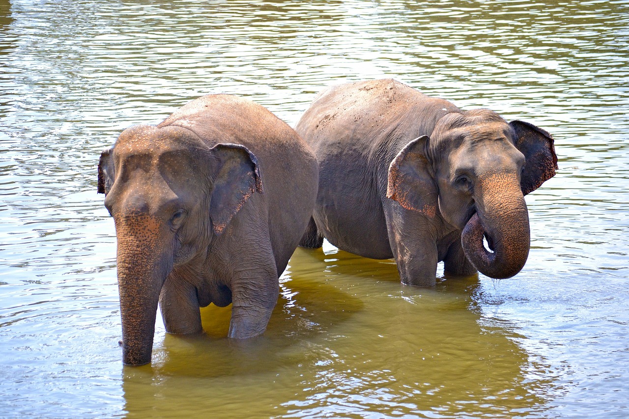 baby elephants elephants bath free photo