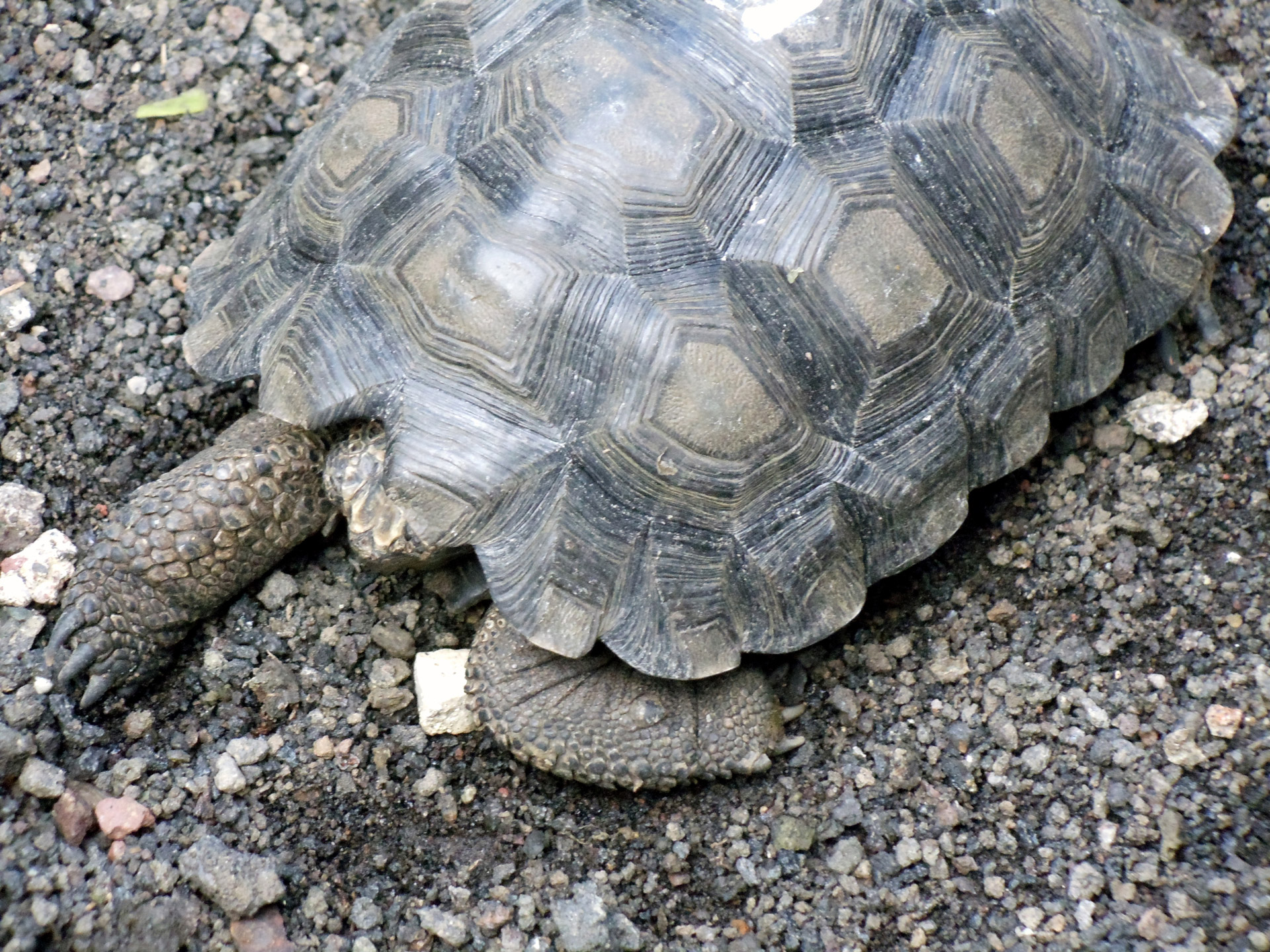 young baby hatchling free photo