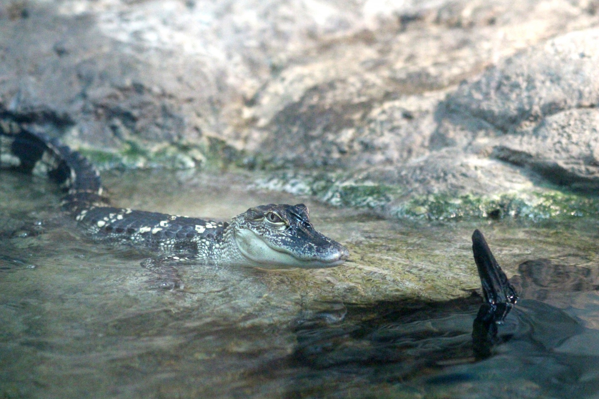 gator alligator animals free photo