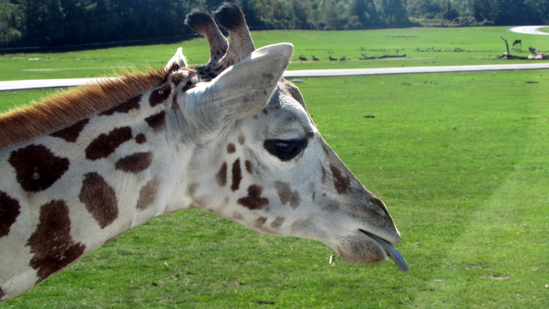 animal giraffe baby giraffe free photo