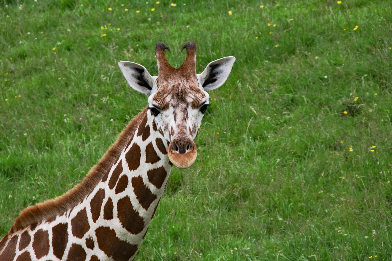 baby giraffe long neck giraffe free photo