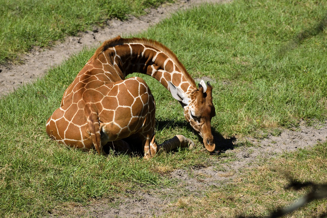 baby giraffe animal cute free photo