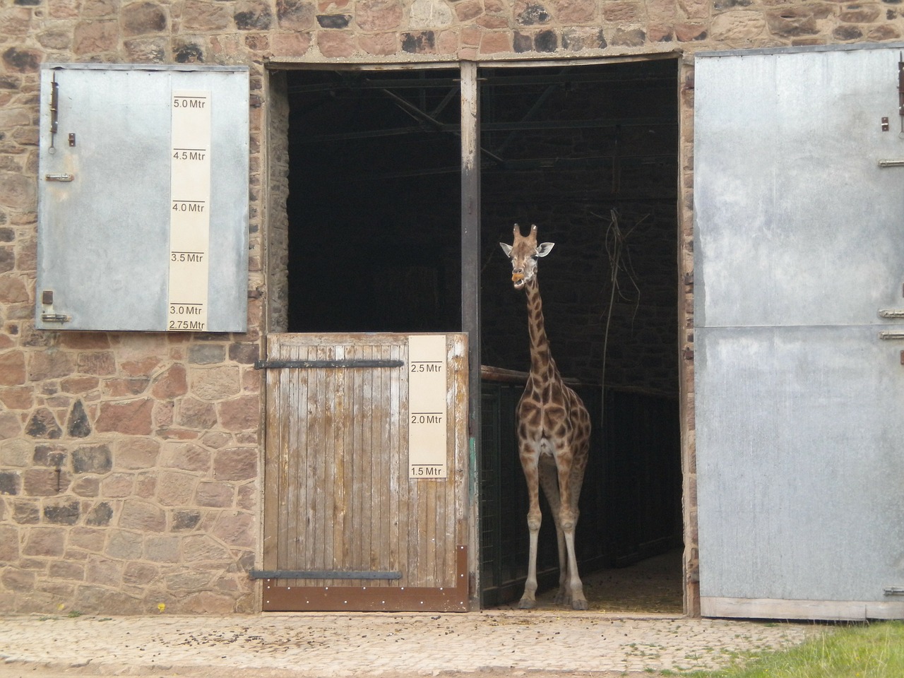 baby giraffe giraffe zoo free photo