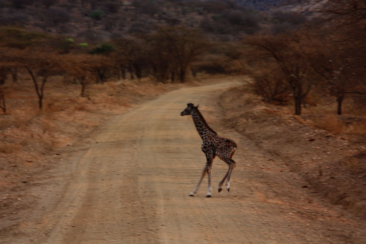 giraffe baby animal free photo