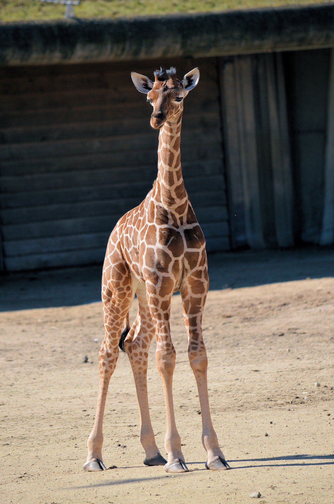 giraffe baby young free photo