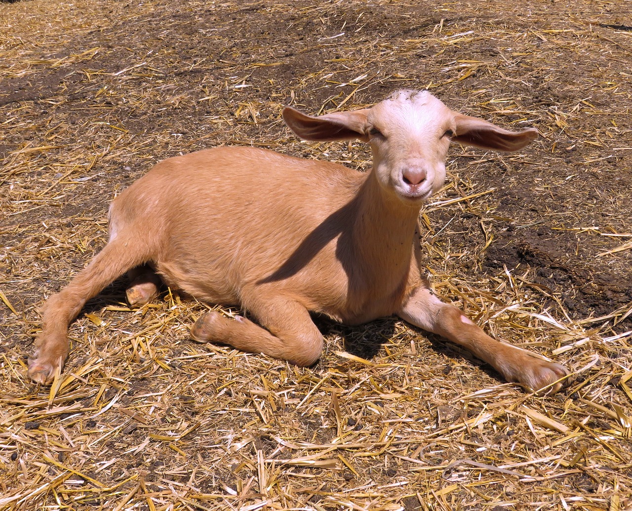 baby goat goat farm free photo
