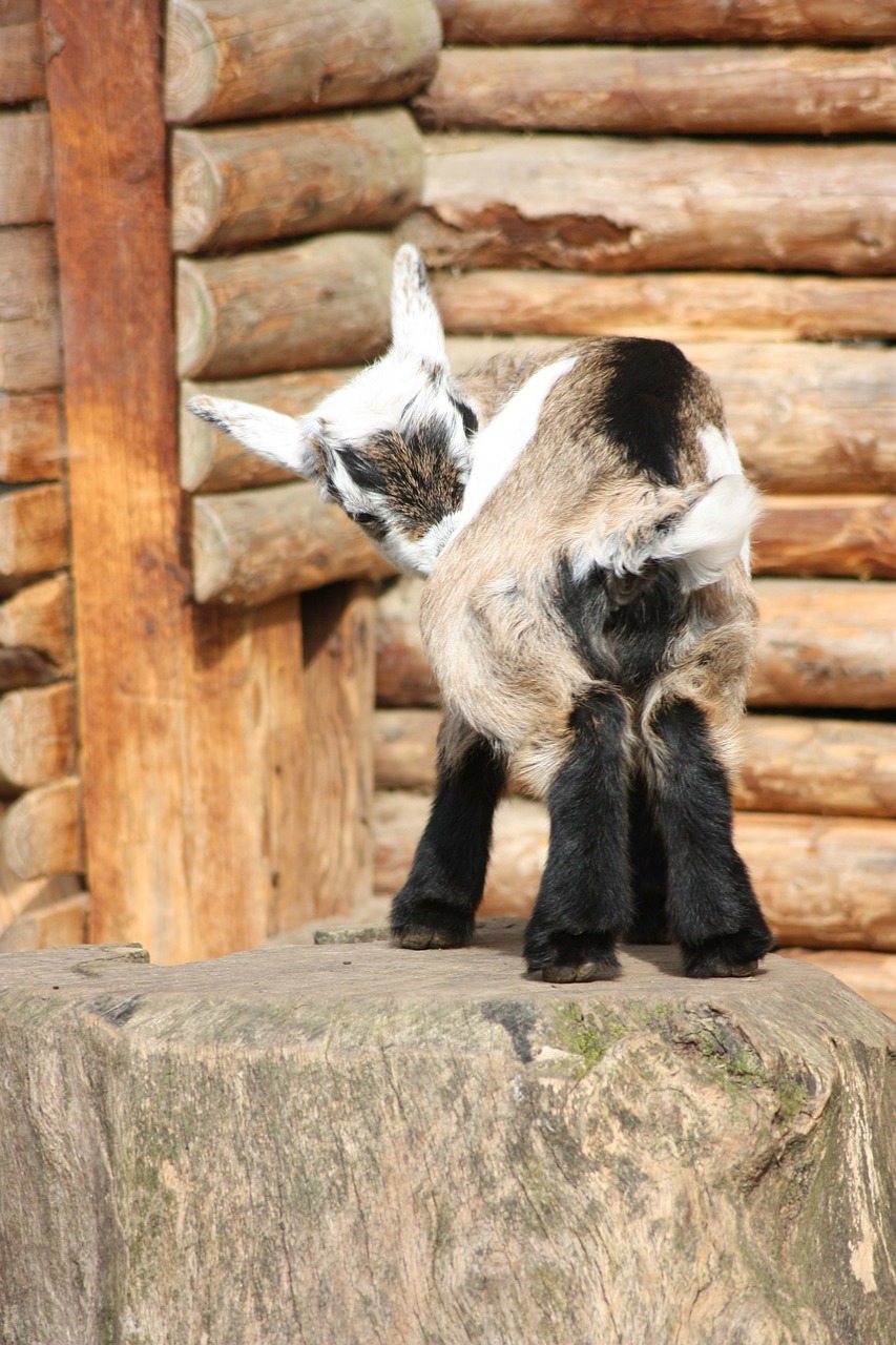 baby goat animal small free photo