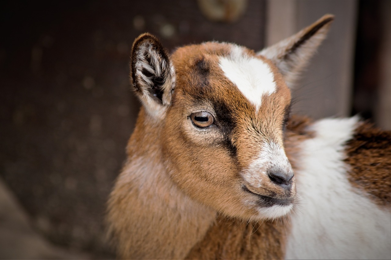 baby goats  goat  small cute free photo