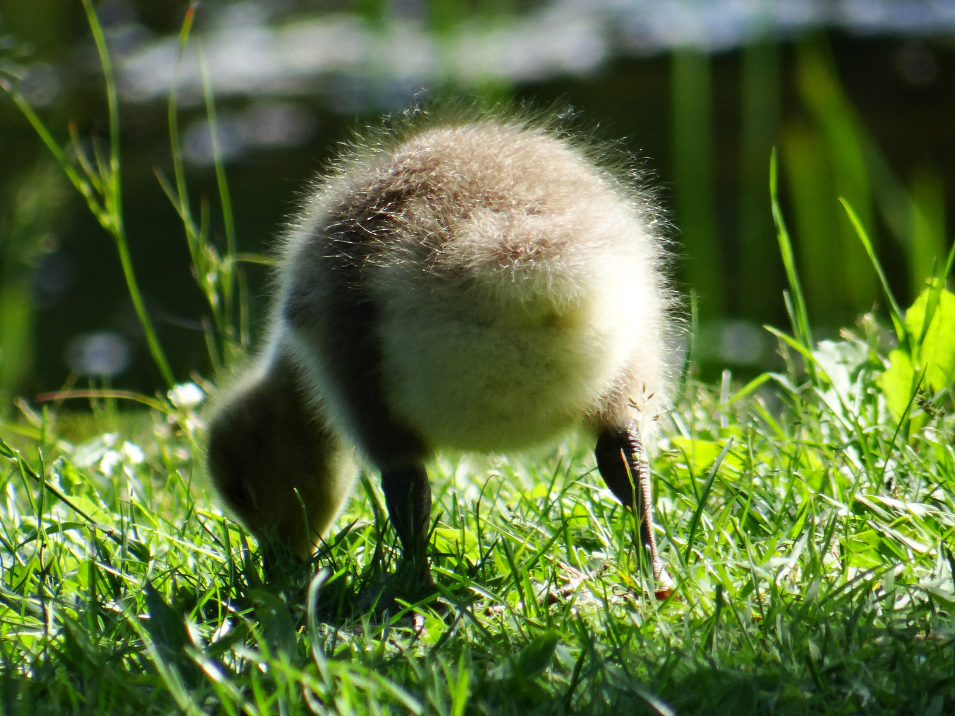 baby goose looking for food nature free photo