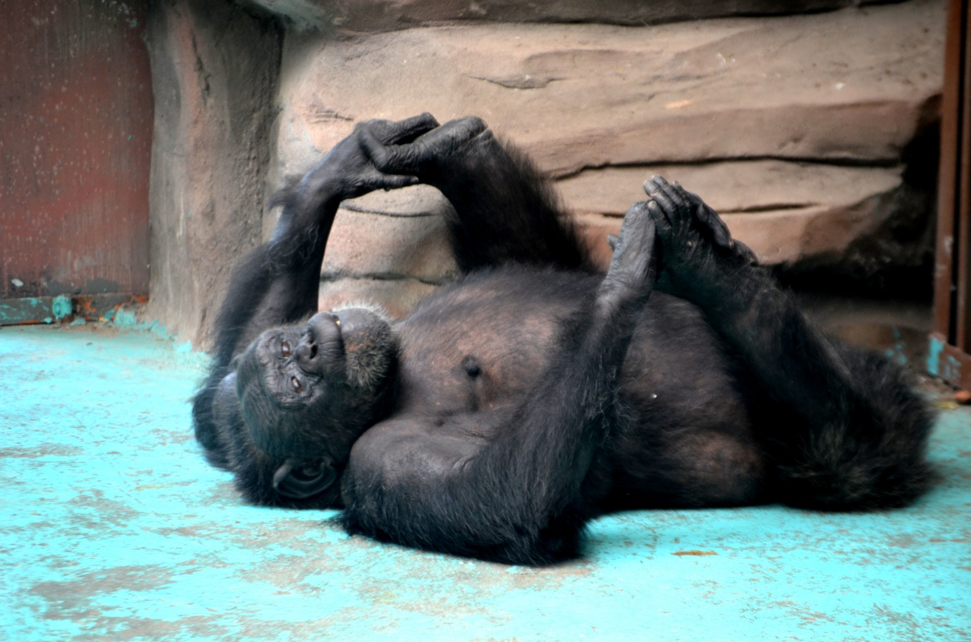 animals gorilla ape free photo