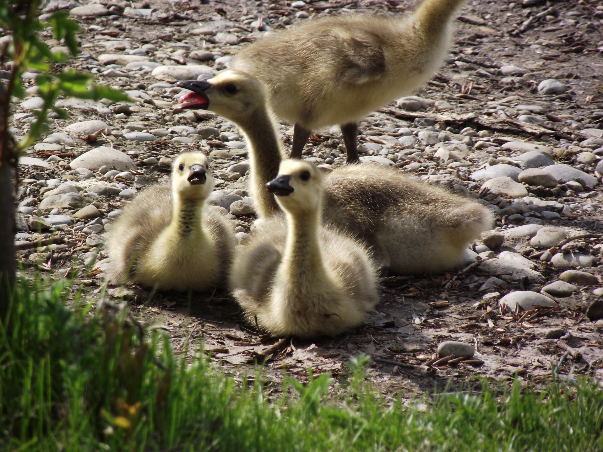 geese goose gosling free photo