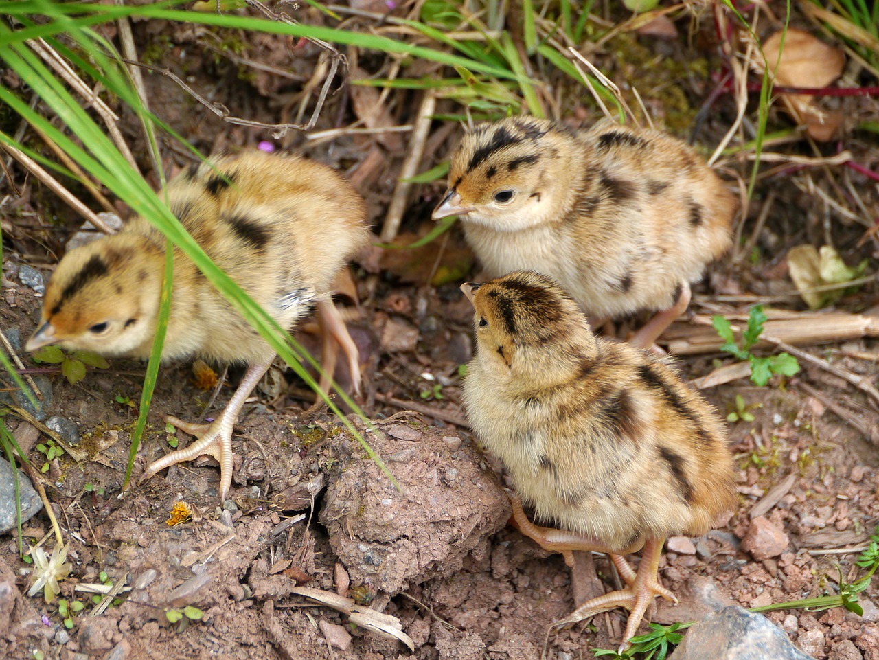 baby grouse nature rarely seen free photo
