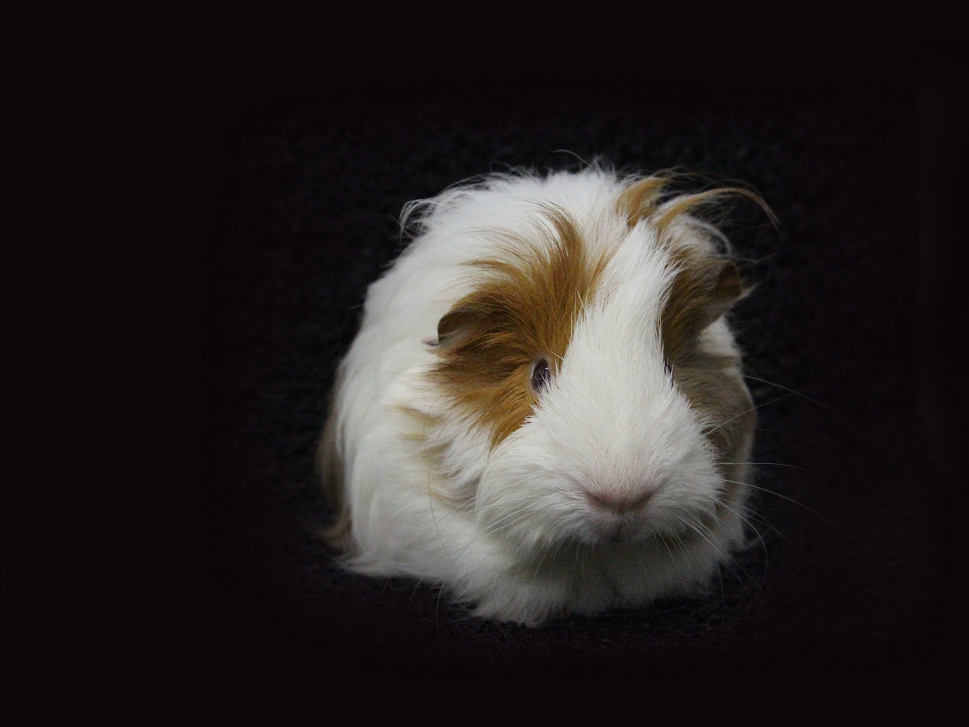 cavy guinea pig baby guinea pig free photo