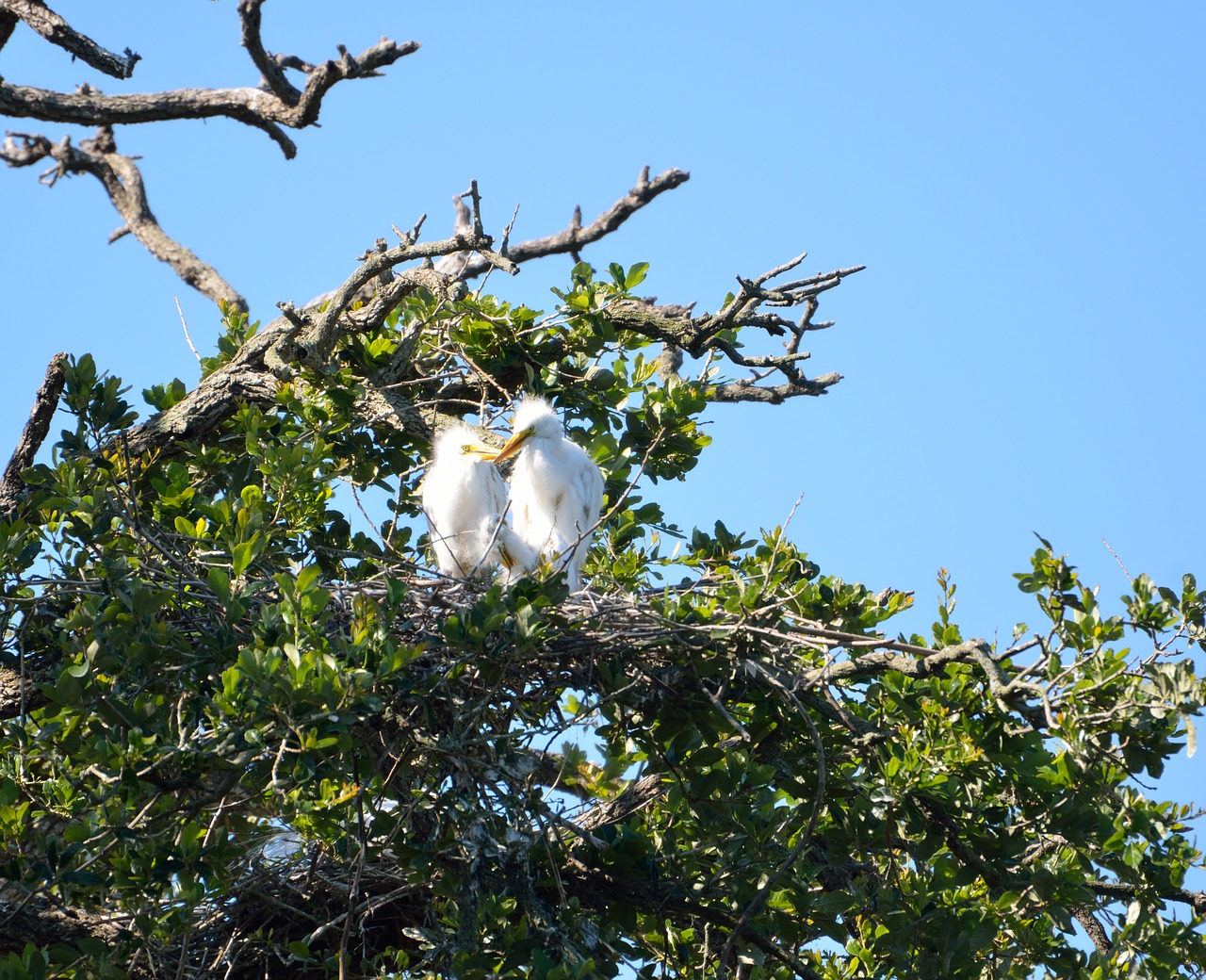 baby herons wildlife bird free photo