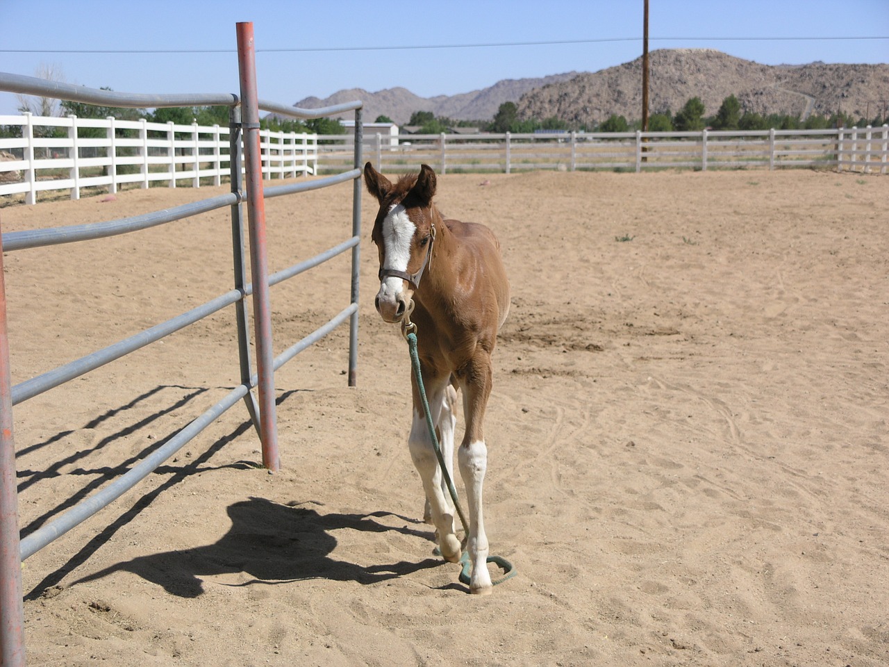 baby horse calf horse free photo