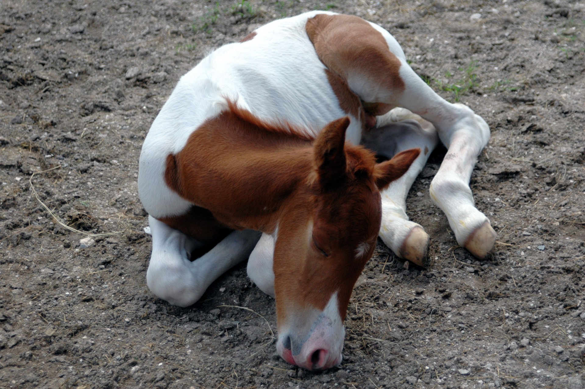 baby horse colt free photo