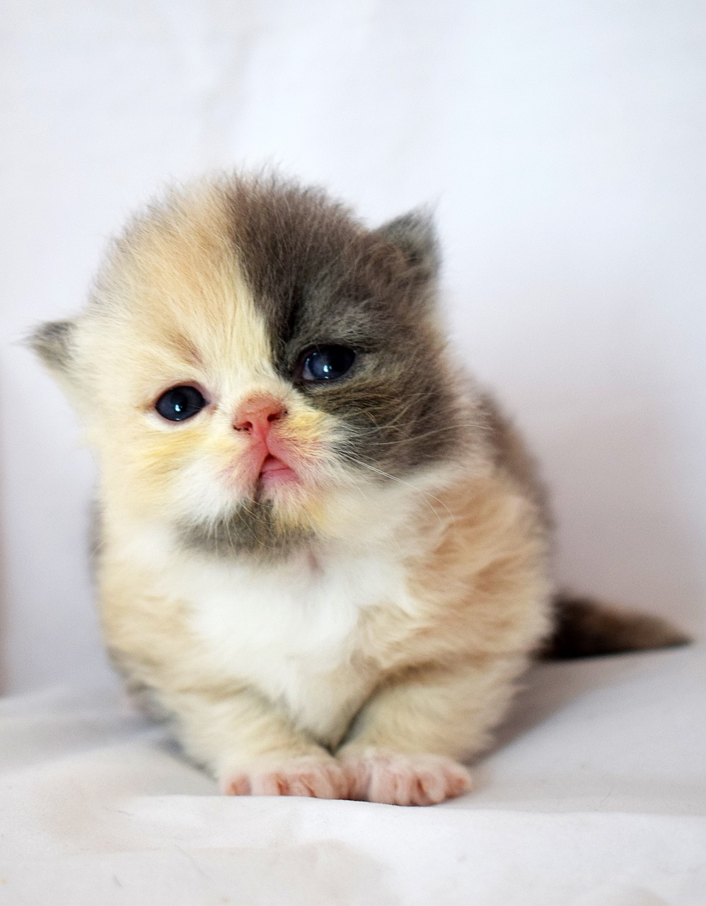 baby kitten  pussy  cat free photo