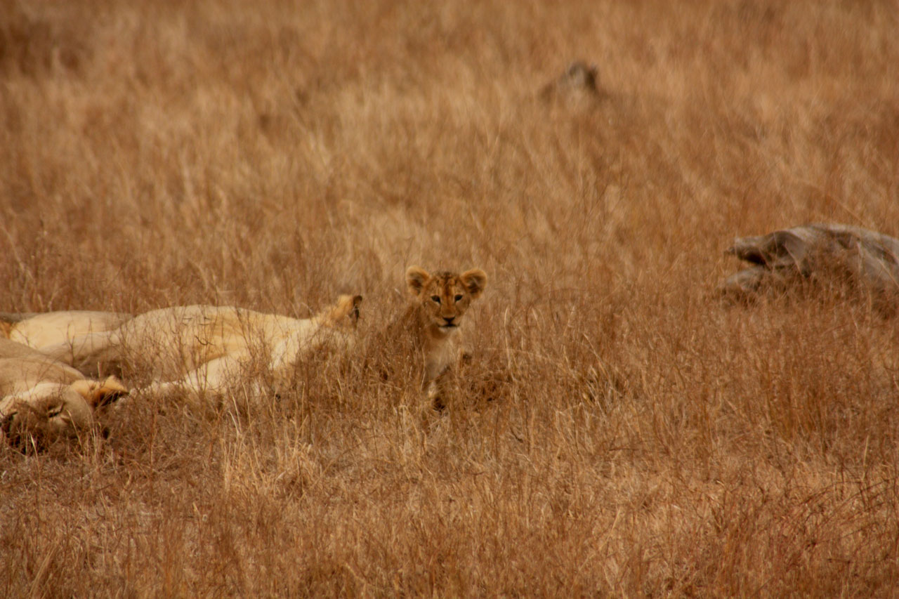 lion baby animal free photo