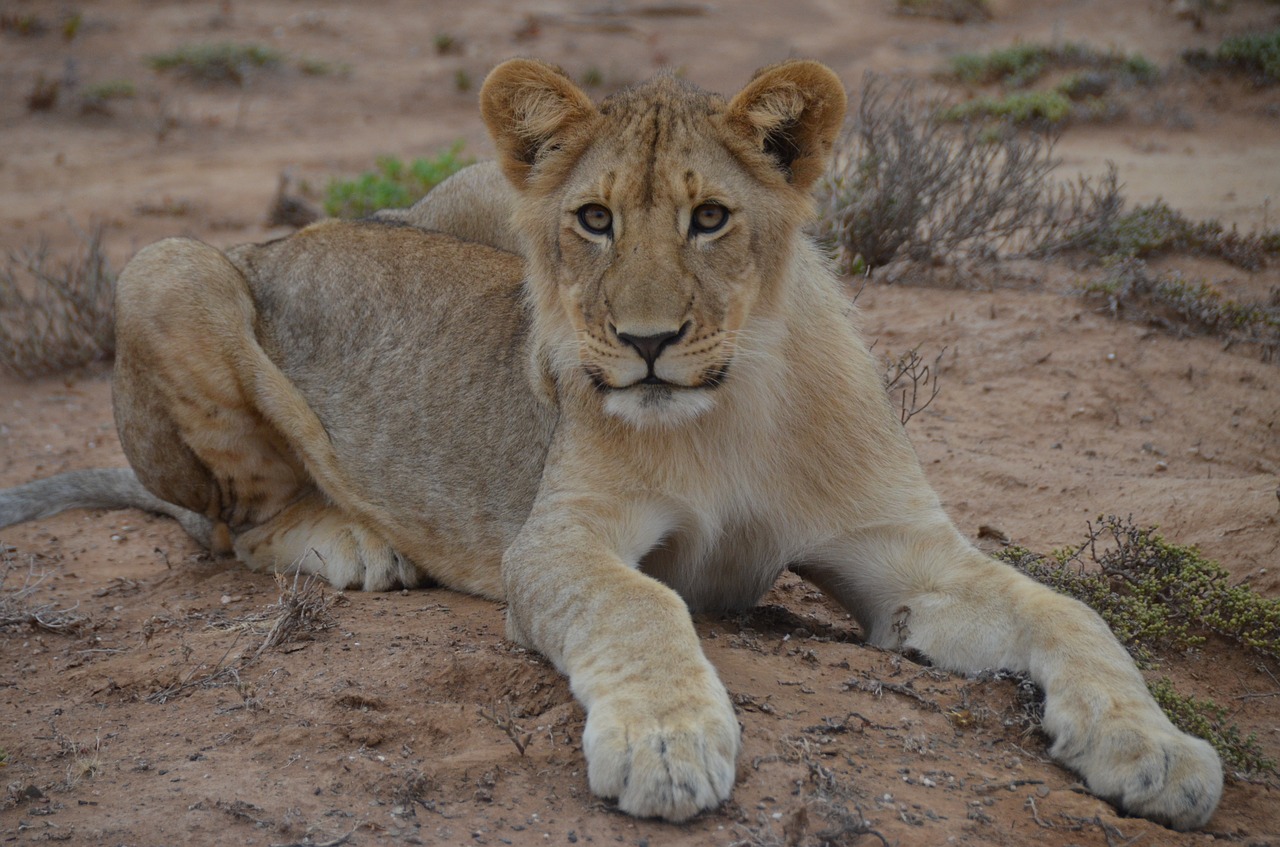 baby lion  south africa  lion free photo