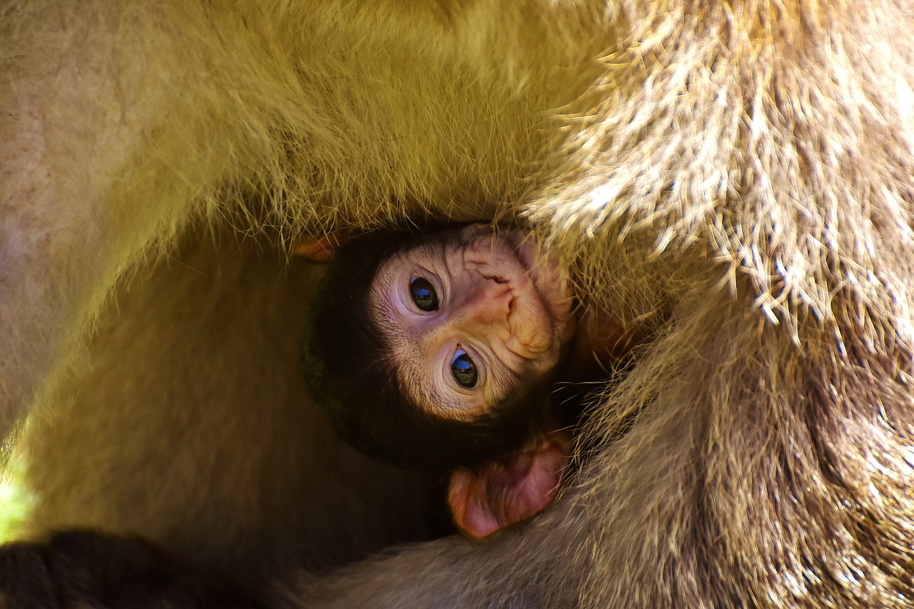 baby monkey barbary ape endangered species free photo