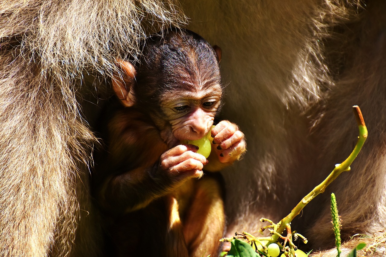 baby monkey barbary ape endangered species free photo