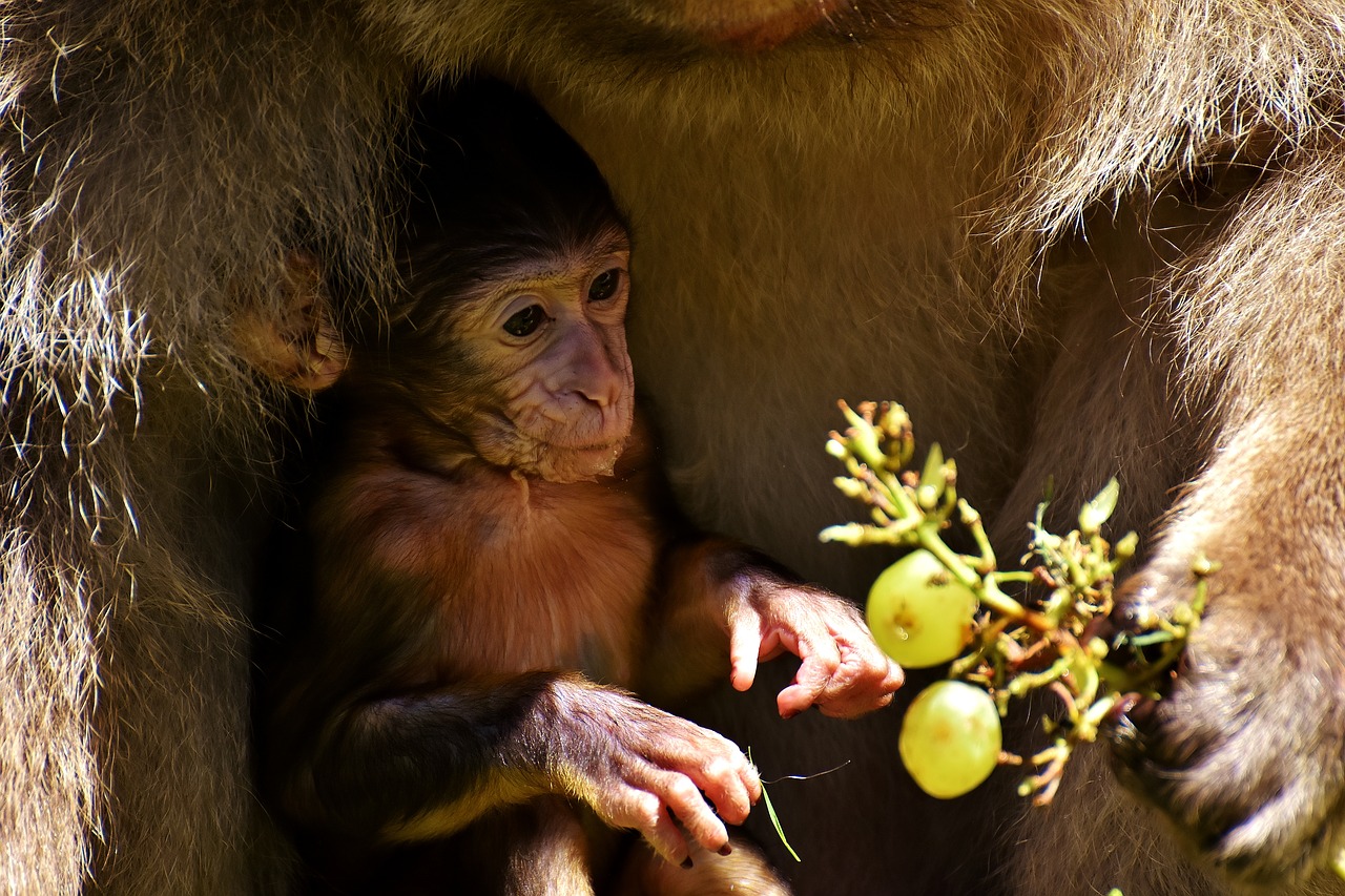 baby monkey barbary ape endangered species free photo