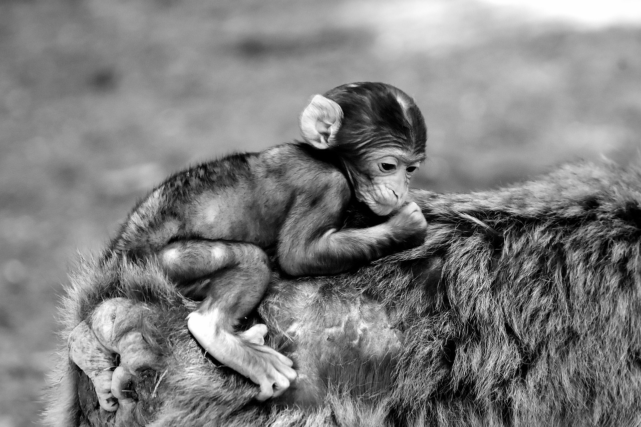 baby monkey barbary ape endangered species free photo