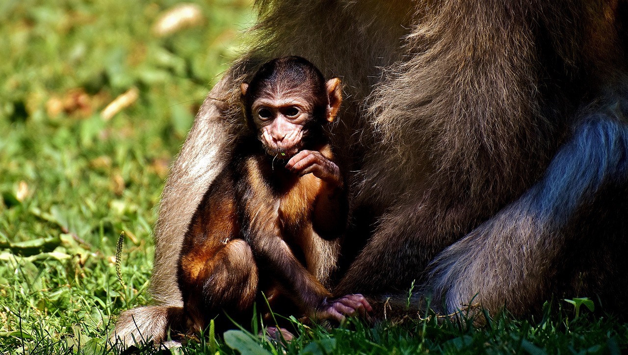 baby monkey barbary ape endangered species free photo