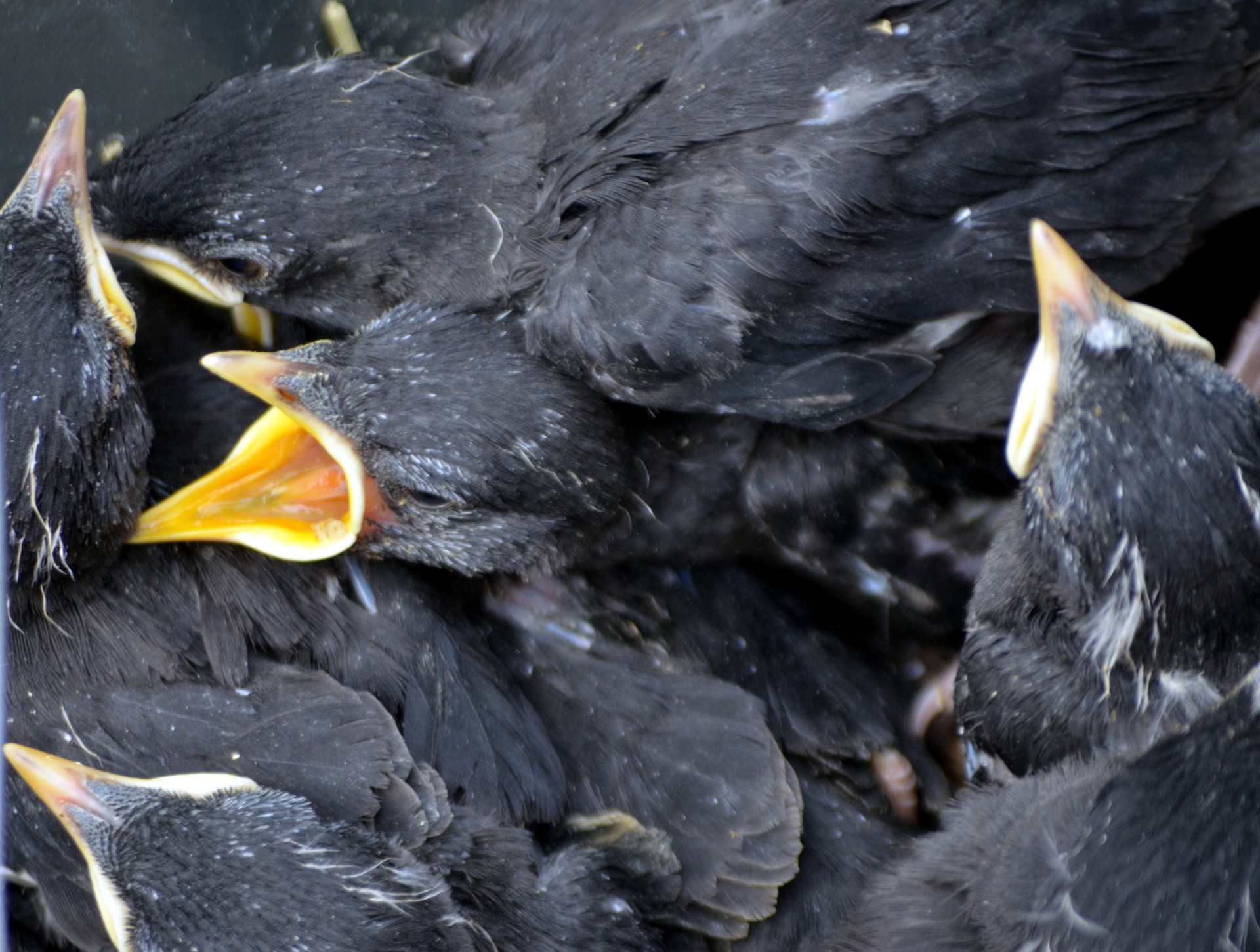 animals bird mynah free photo