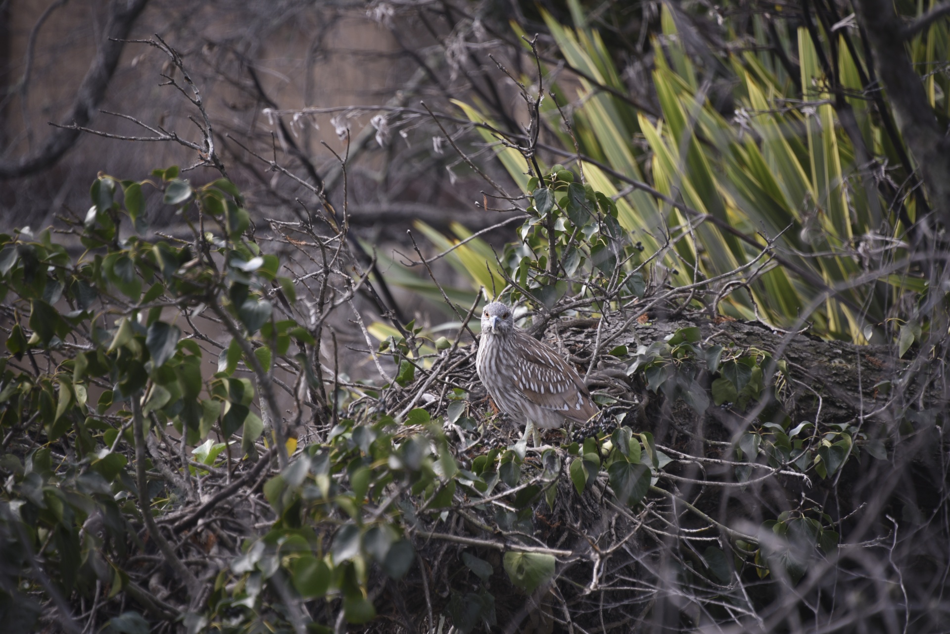 bird night heron baby free photo