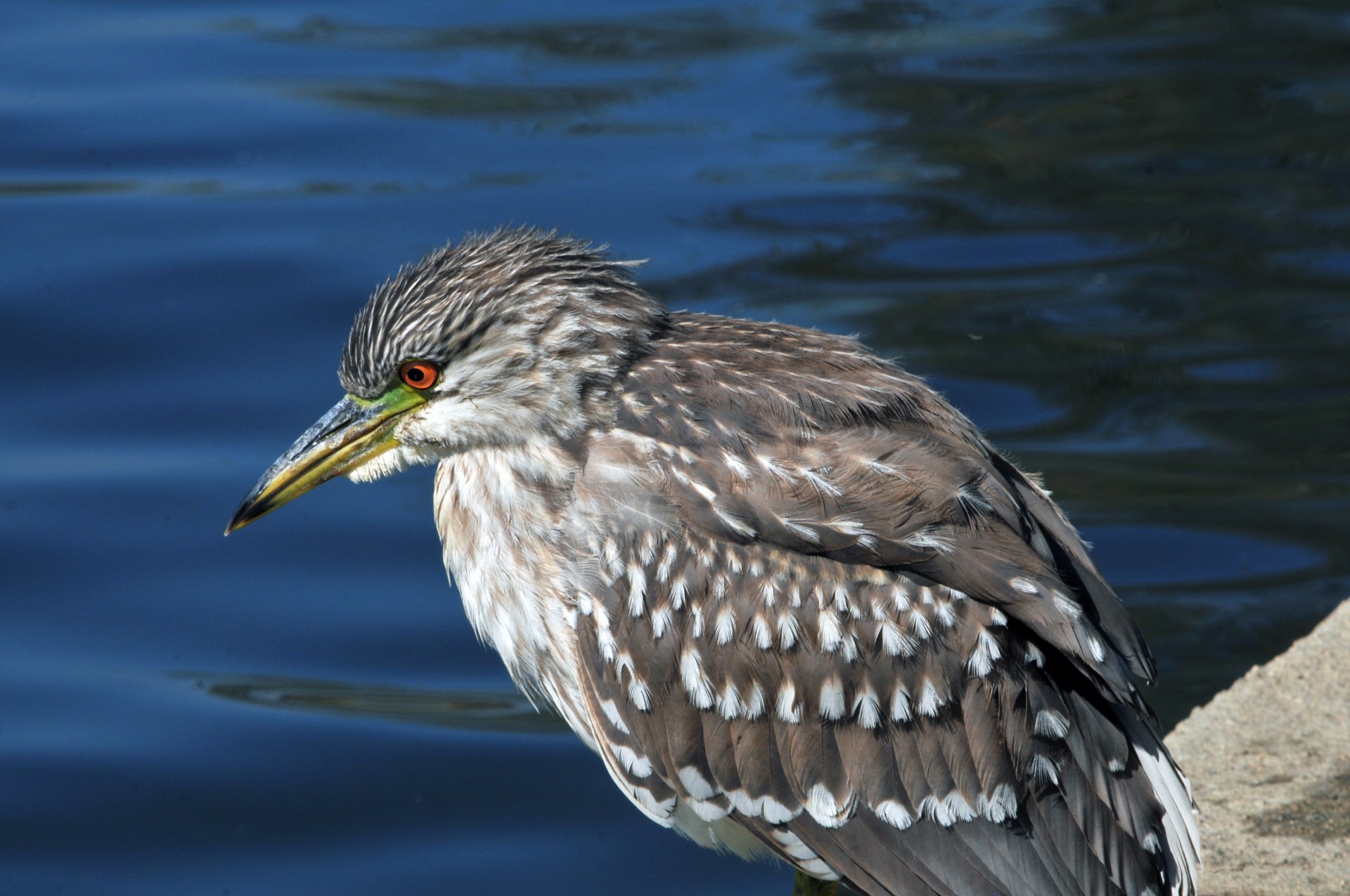 heron bird waterfowl free photo