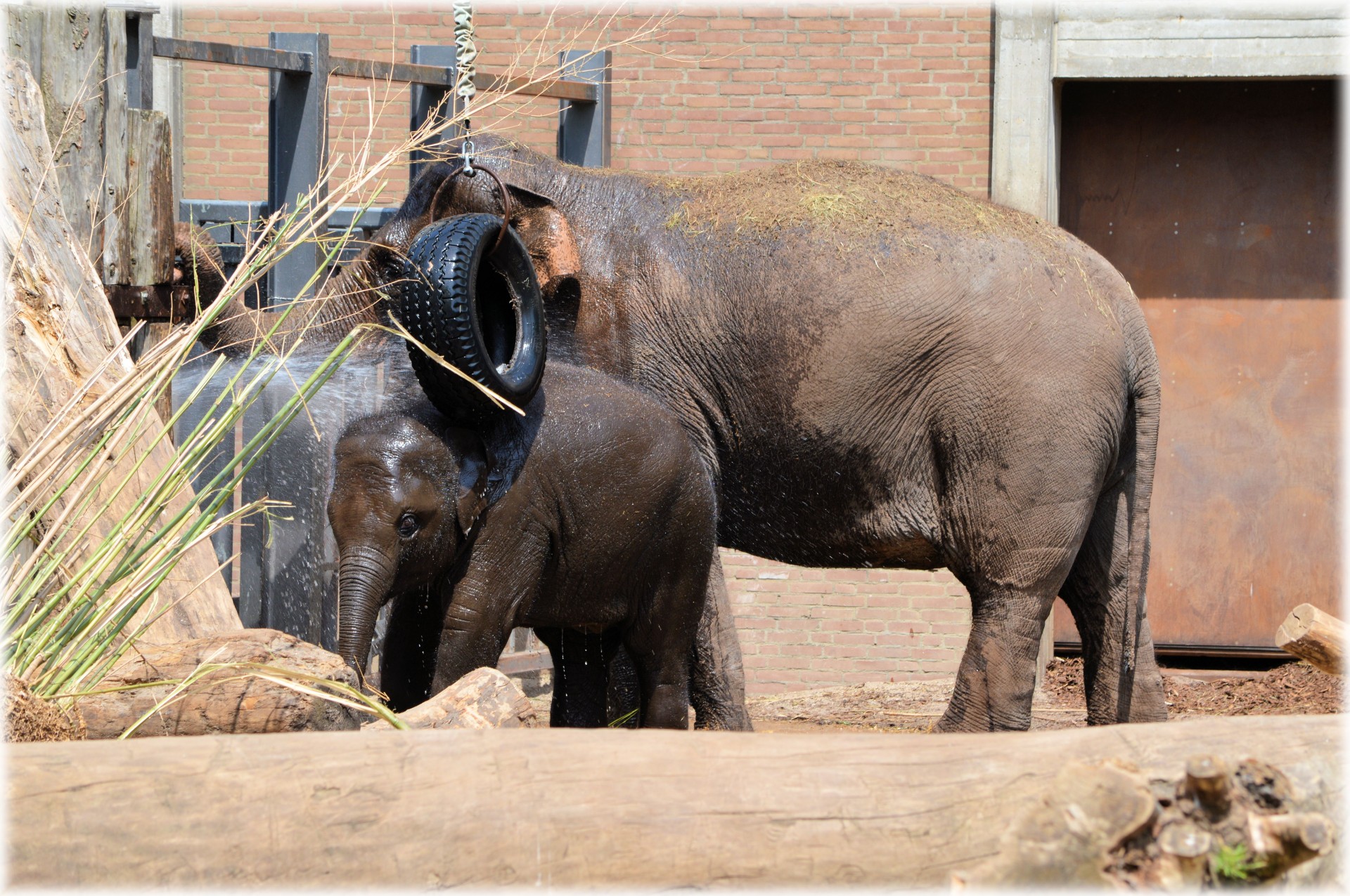 elephant young birth free photo