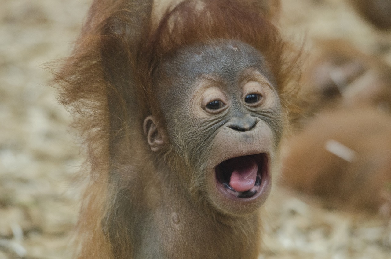 baby orangutan ape primate free photo