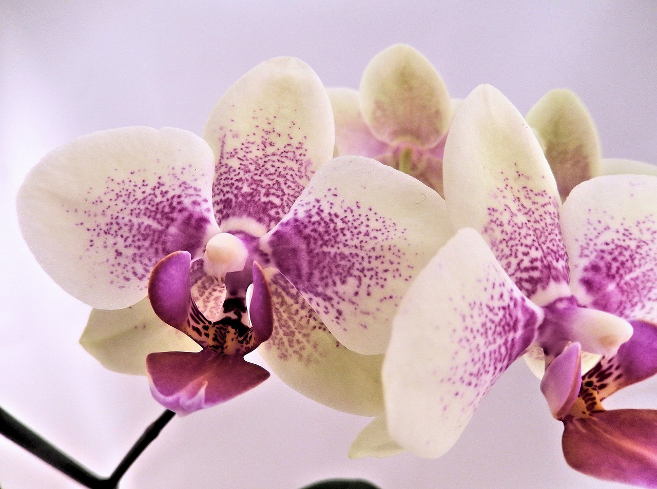 baby orchids pink winter orchid free photo