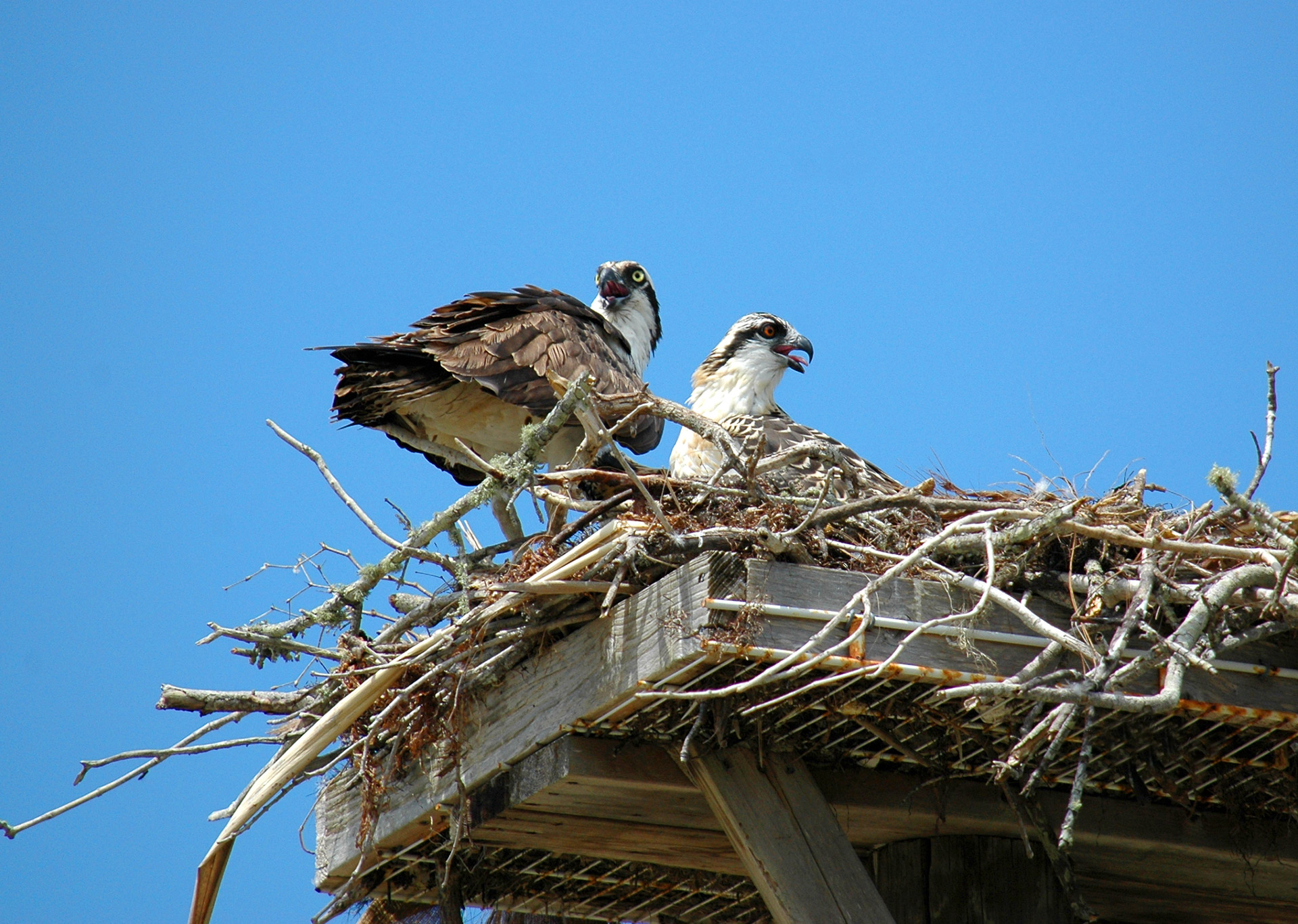 ospreys hawks birds free photo