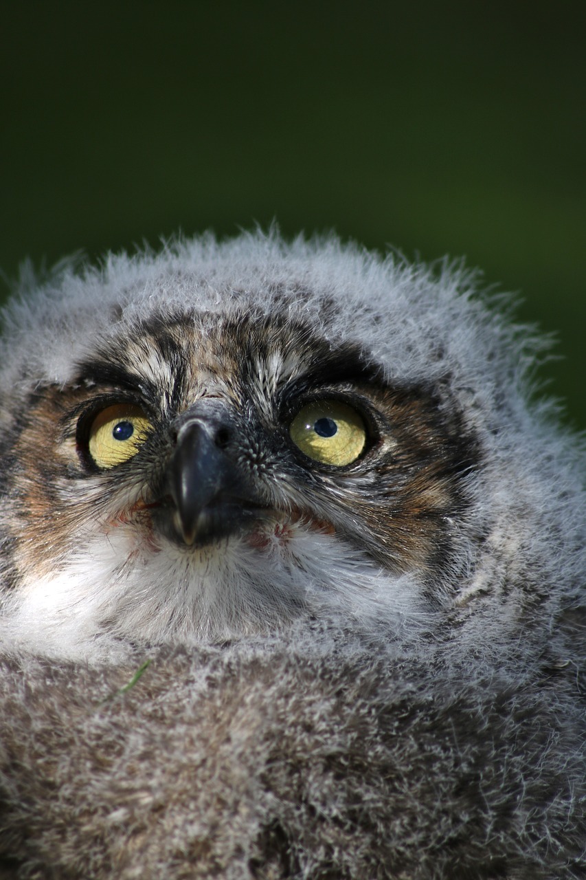 baby owl eyes cute free photo