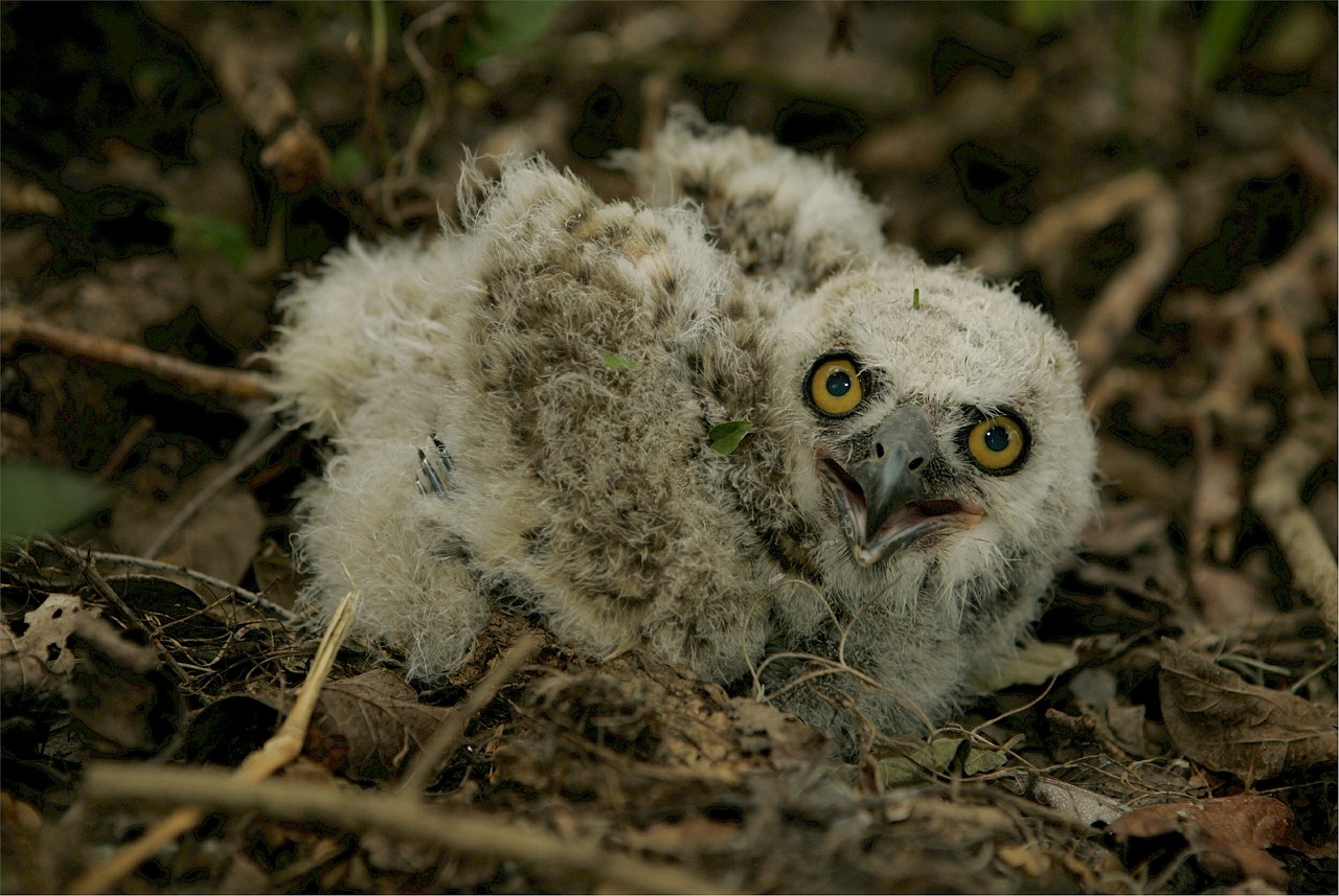 baby owl great horned young free photo