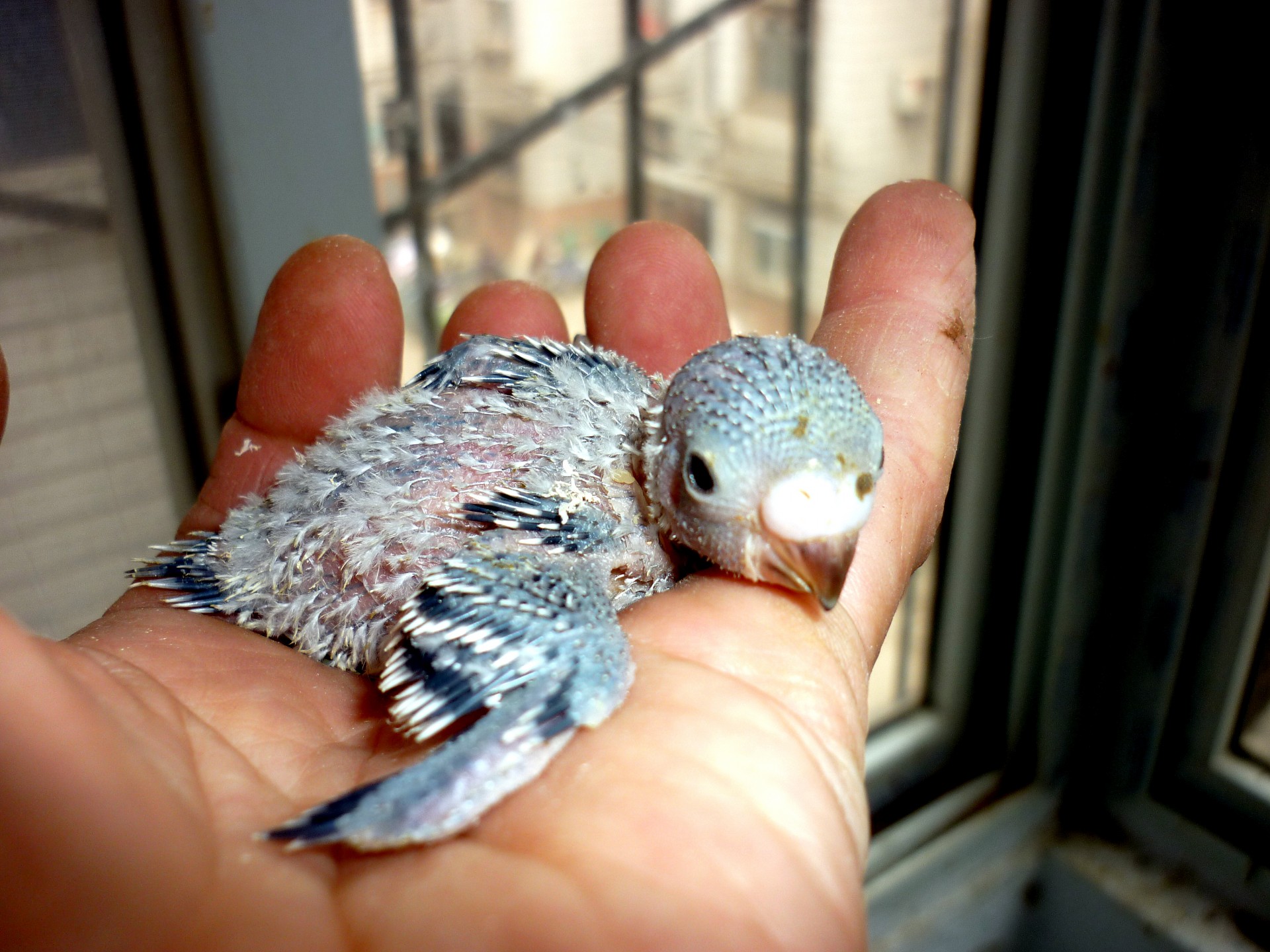bird parakeet baby free photo