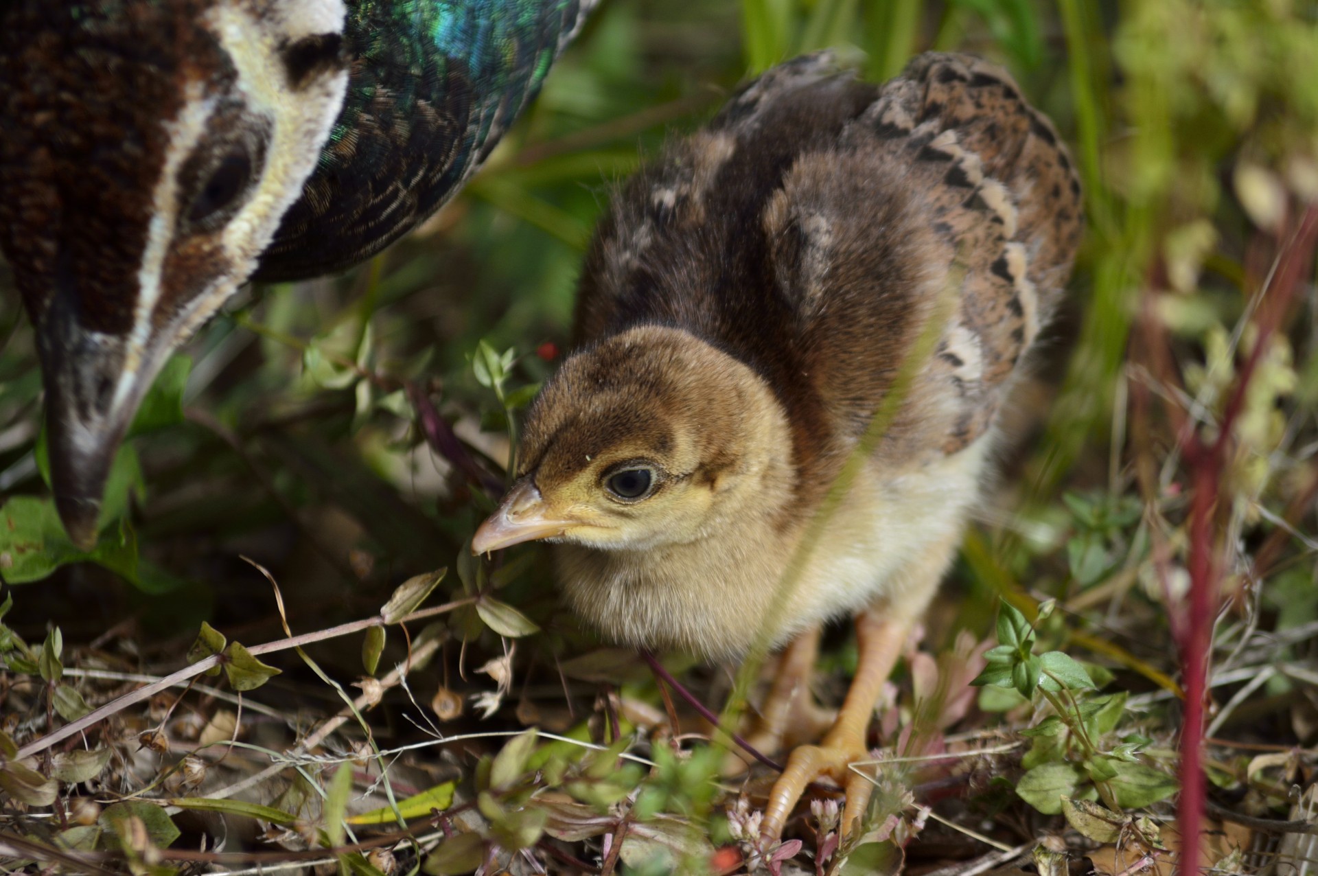 baby peacock baby peacock free photo