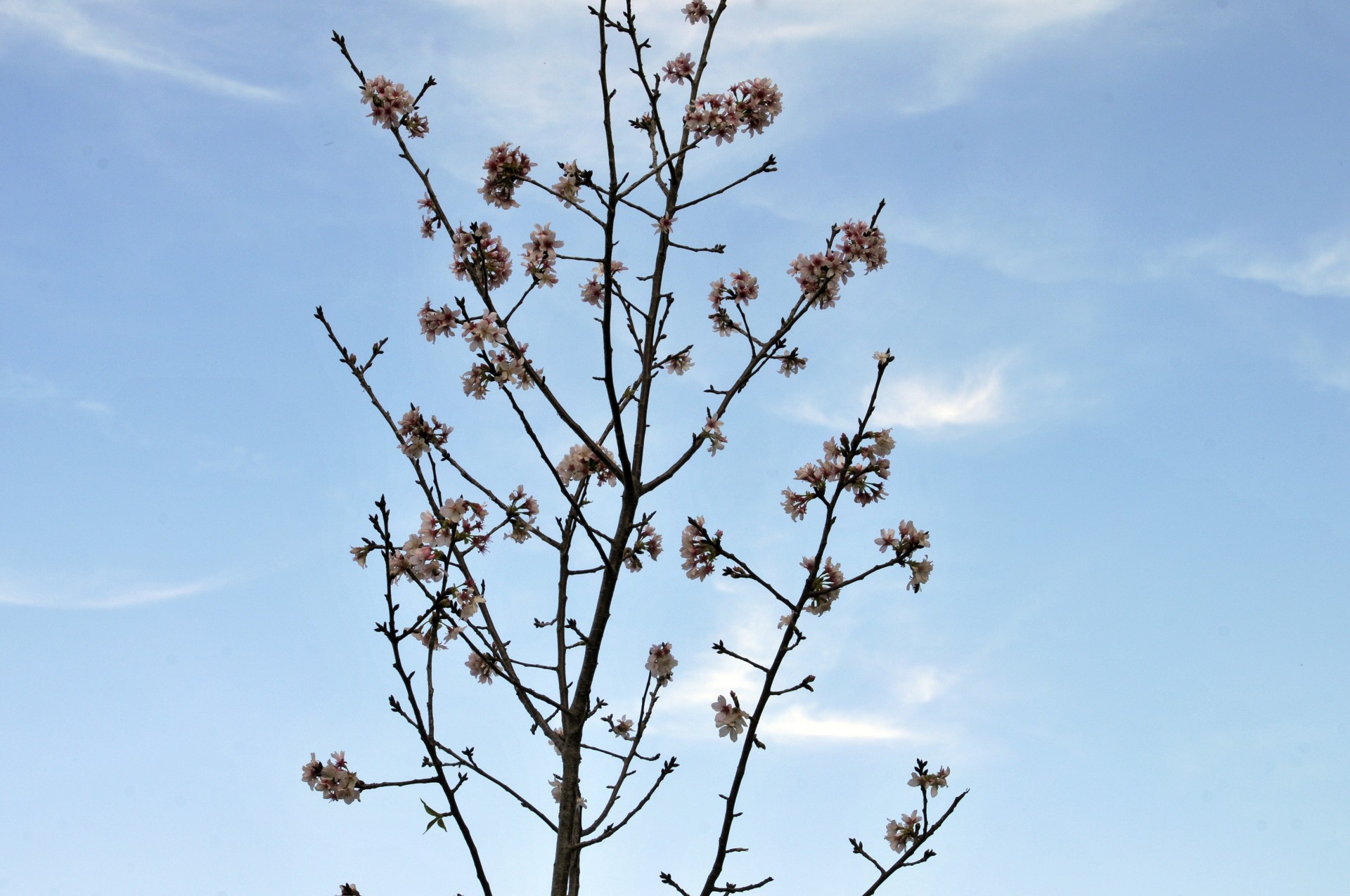 tree pear blossom tree pink free photo