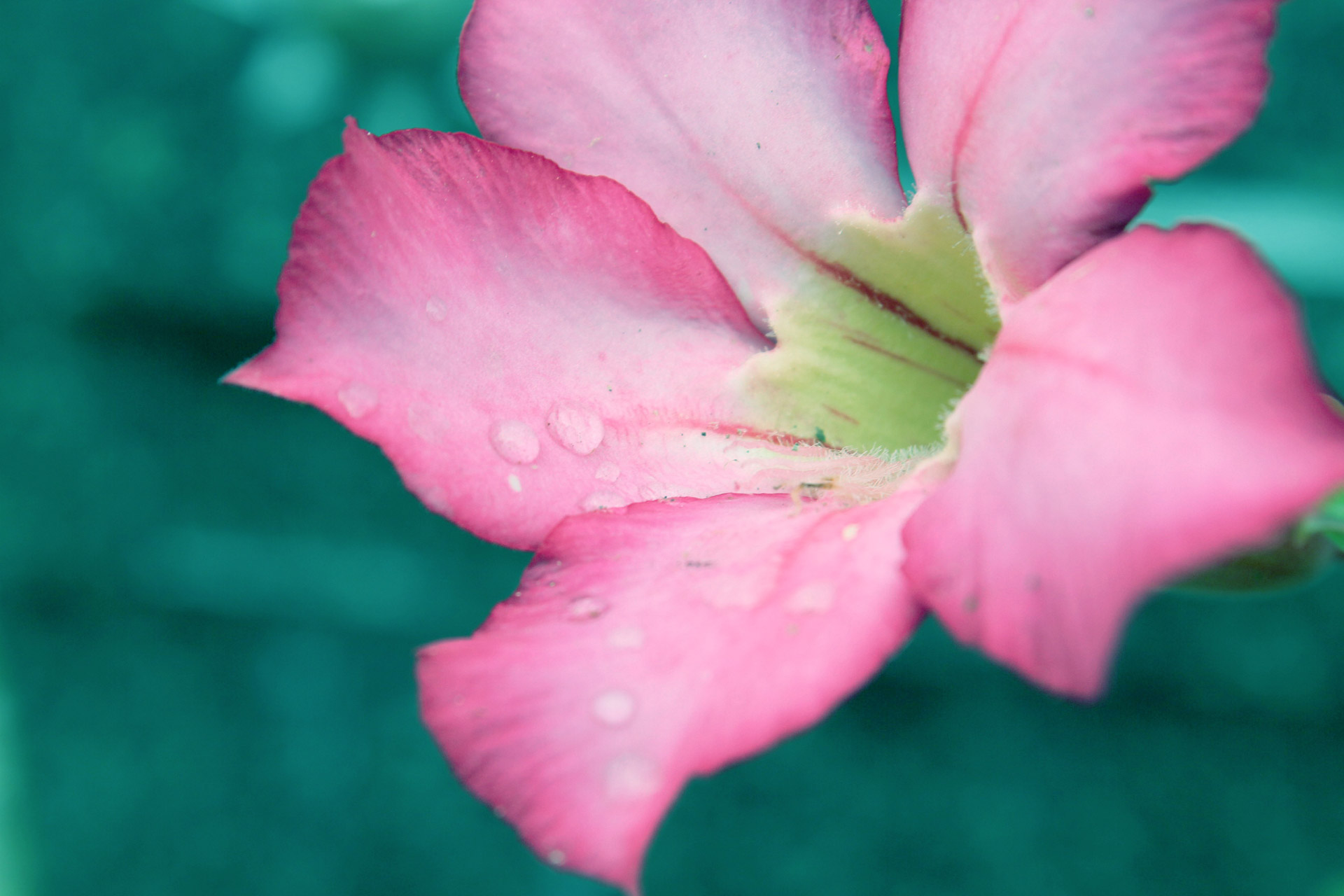 pink flower with raindrops pink flower flower free photo