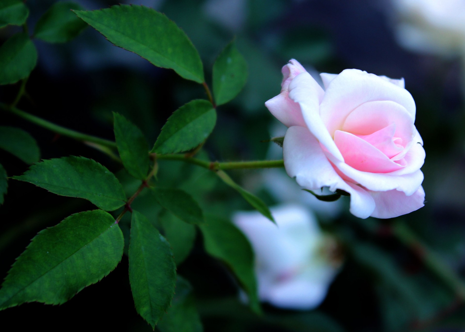 pink rose rose leaves free photo