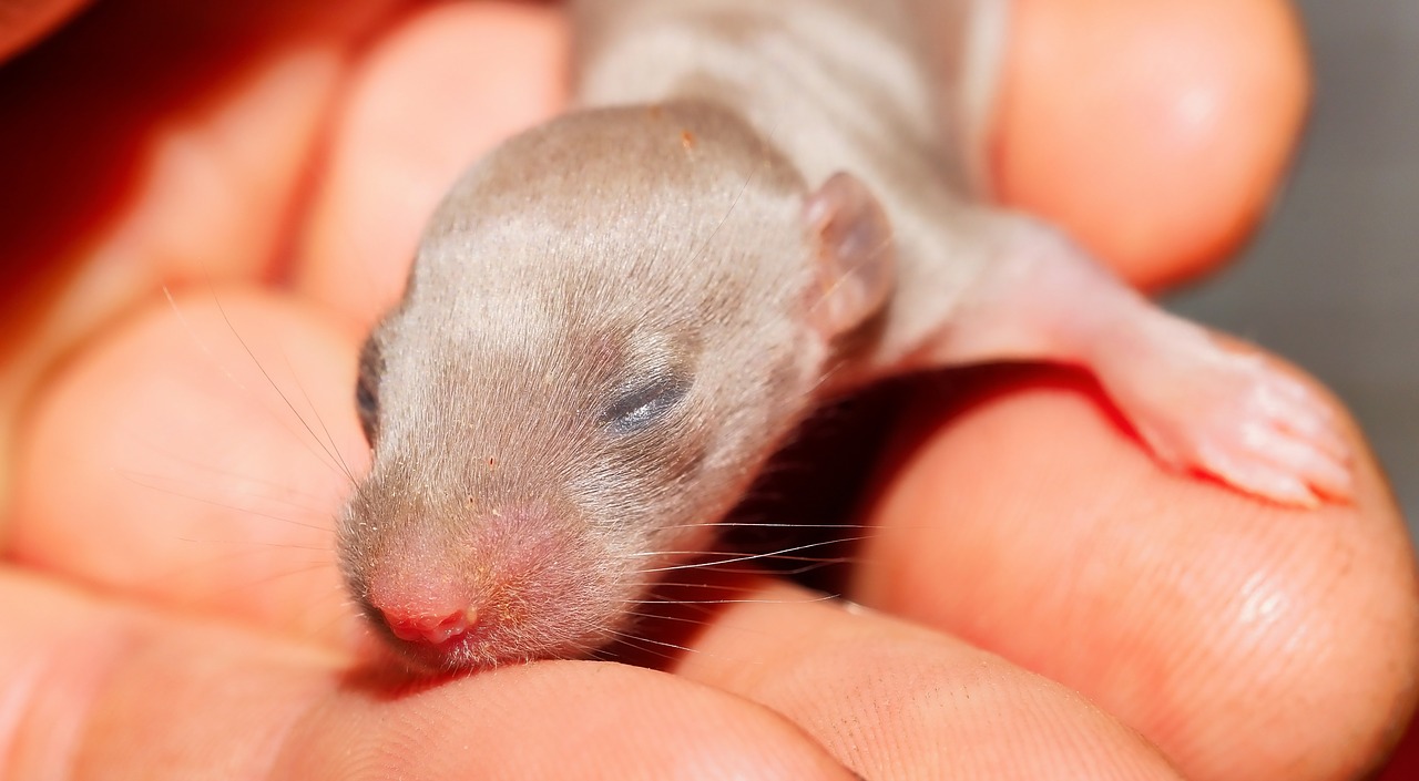 baby rats eyes closed face free photo