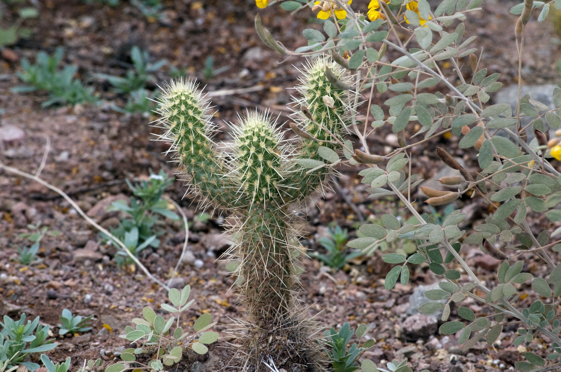cactus baby small free photo